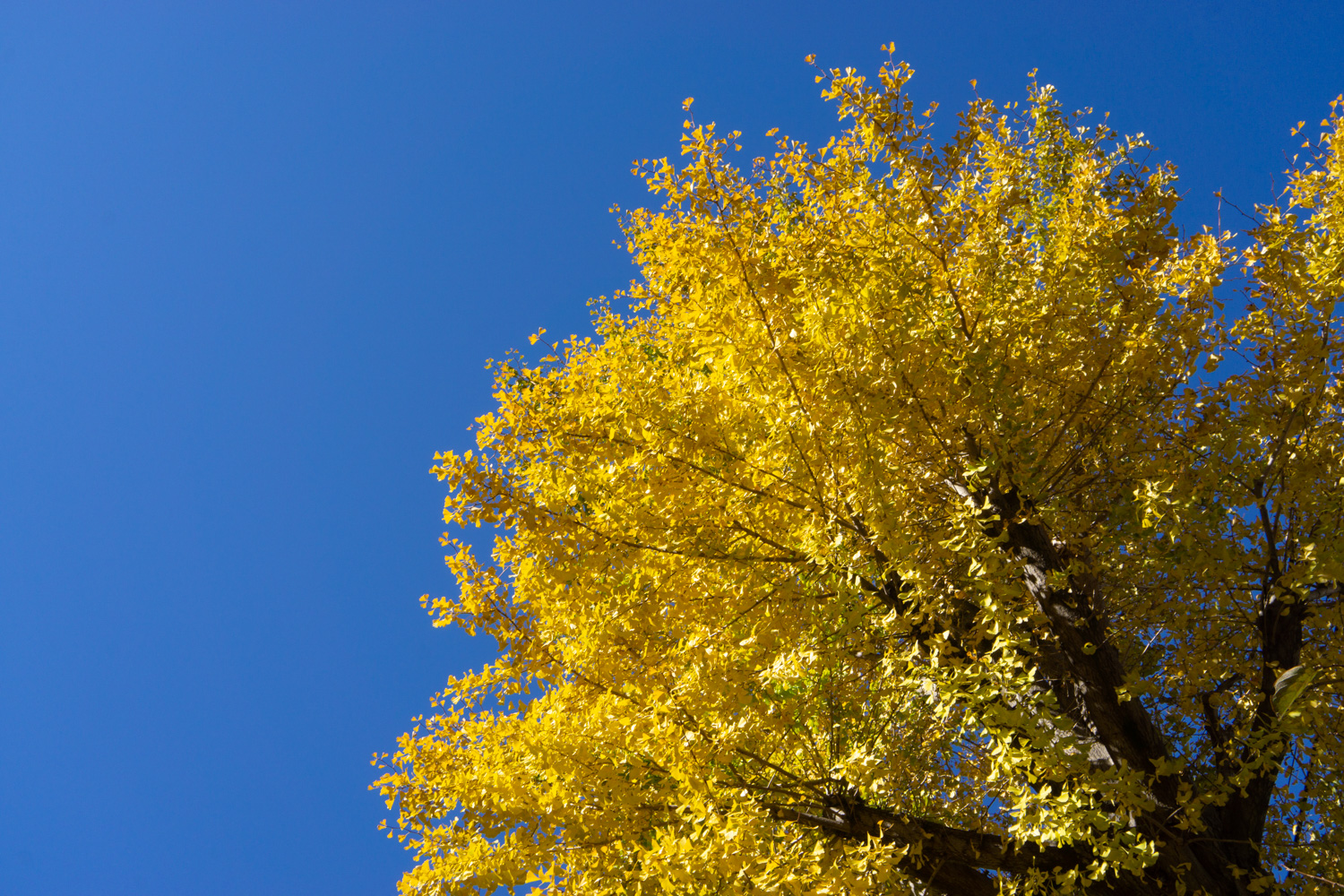 フリーランスを終えて、会社をはじめました